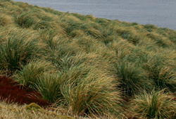 plants found around maritime tussac formations falkland islands